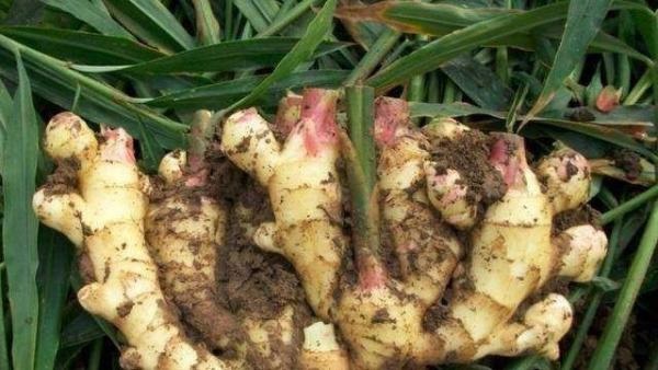 醋大蒜,生洋葱,白萝卜,生姜水