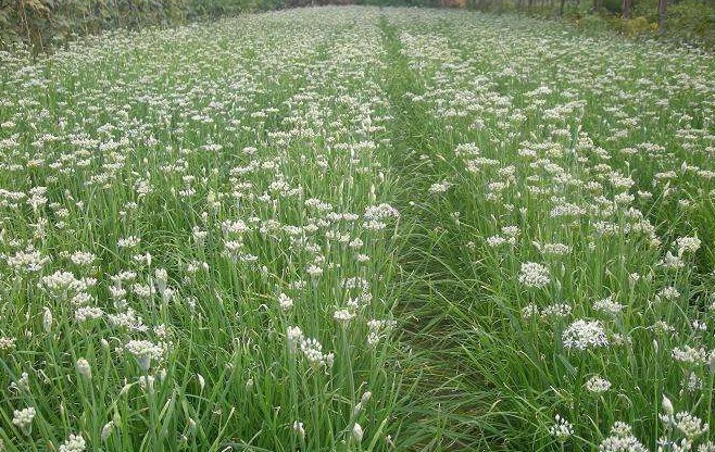 内蒙古,牛羊肉,韭菜花酱