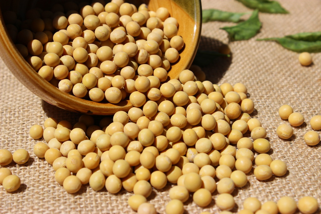 黄豆有多少蛋白质、胡罗卜素、碳水化合物</