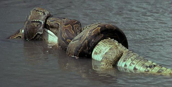 世界上最大的蟒蛇</